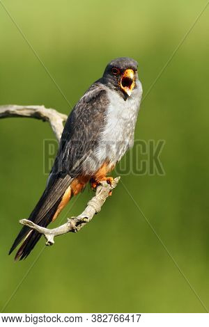 The Red-footed Falcon (falco Vespertinus), Formerly Western Red-footed Falcon Sitting On The Branch 