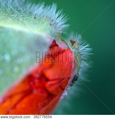 Close Up From An Opening Poppy Bud And Ant Isolated On Green Blur Background.