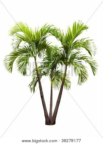 Palma de betel