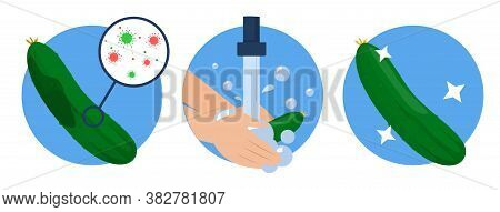 Hands washing dirty cucumber and it becomes clean vector isolated. Idea of health and hygiene. Cleaning food from bacterium, protection from the virus disease.