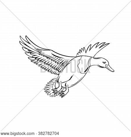 Retro Style Illustration Of A Drake Male Bird Mallard, A Dabbling Duck That Is Subfamily Anatinae Of
