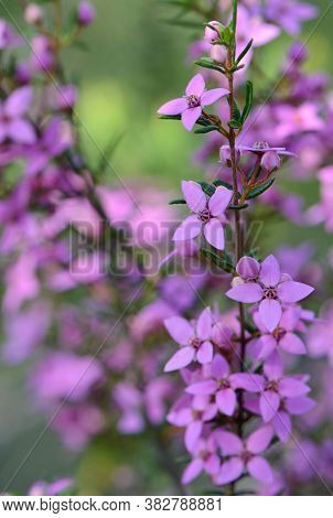 Pink Flowers And Buds Of Australian Native Boronia Ledifolia, Growing In Heath On The Little Marley 