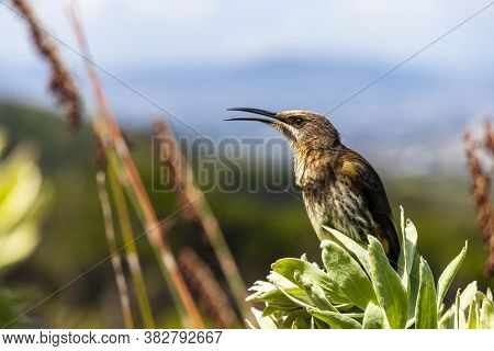 Cape Sugarbird Sitting On Plants Flowers, Kirstenbosch National Botanical Garden.