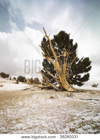 Bristlecone Forrest
