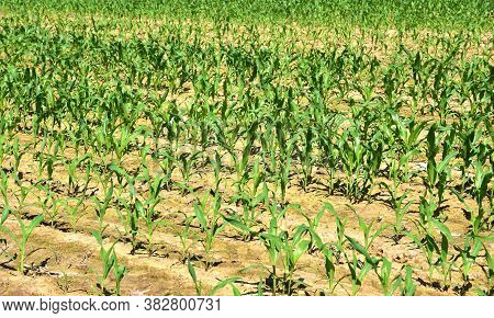 Young Corn Plants In A Field. Maize Or Sweetcorn Plants Background. Cornfield Texture. Agricultural 