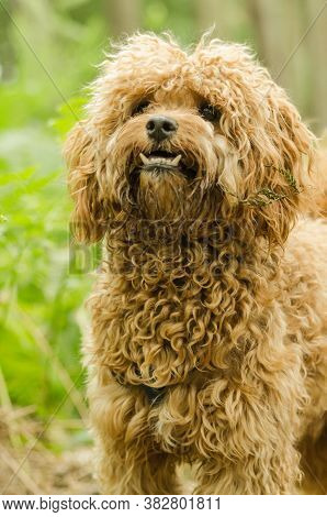 Cavapoo Dog With Underbite Smiling And Playing In The Woods