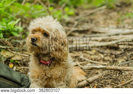 Cavapoo Blonde Dog Sitting In The Woods
