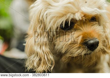 Cavapoo Dog Very Cute And Adorable