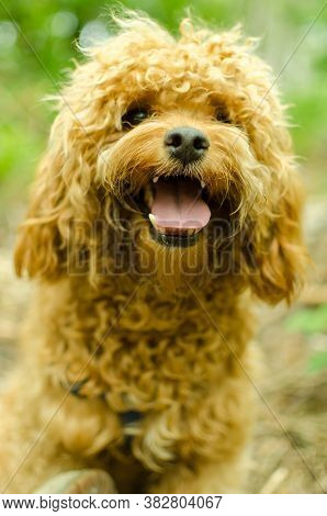 Cavapoo Dog Close Up Looking Mischievous
