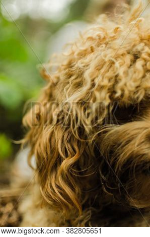 Cavapoo Dog Close Up Looking Mischievous