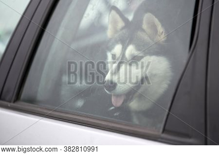 Husky Sled Dog In Car, Travel Pet. Dog Locked Inside Car, Looking Out Car Window And Waiting For Wal