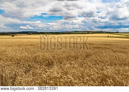 Plain Of Wheat In Autumn With Blue Sky With Clouds On Agro Landscape