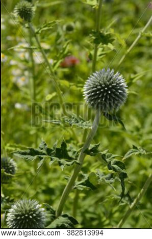 Globe Thistle Thornbush Flower Head.bumblebee Pollinating Blue Spherical Flower Head Of Echinops Com