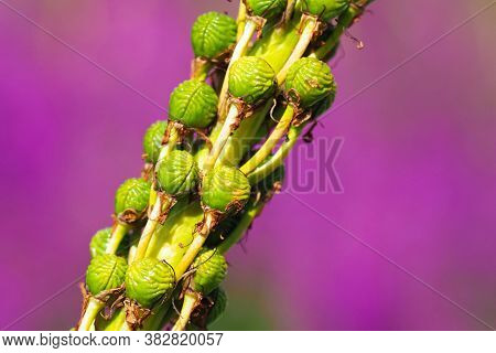 Eremurus Tauricus, Green Brain-like Fruits On Violet Background