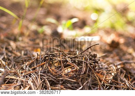Boletus, Suillus Luteus, Under The Fallen Needles At Sunny Morning, Mushroom Picking Season, Selecti