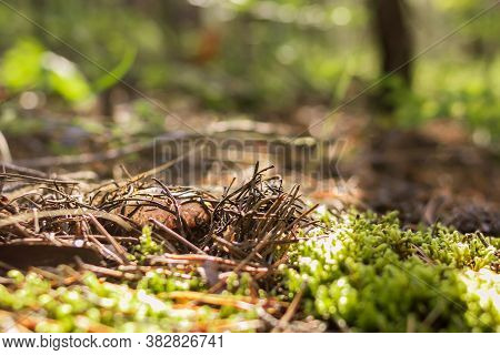 Boletus, Suillus Luteus, Hidden Under The Moss And Fallen Needles At Sunny Morning In Coniferous For