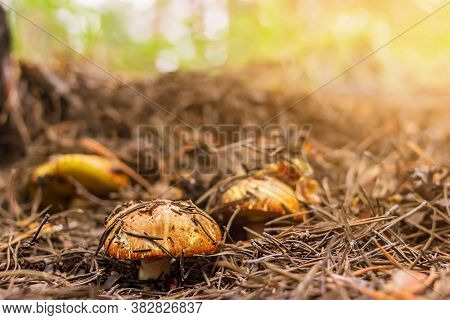 Mushrooms Boletus, Suillus Luteus, Grows In Fallen Needles In The Coniferous Forest, Front Selective
