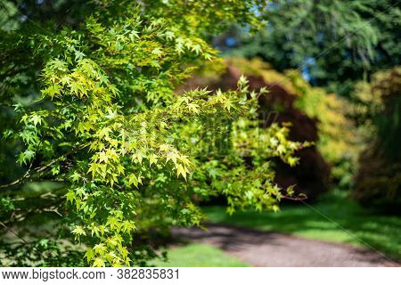 Close Up Of Green Leaves On A Japanese Maple (acer Japonicum) Tree