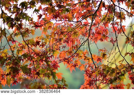 Japanese Maple (acer Japonicum)