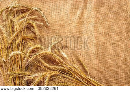 Rye Grain. Whole, Barley, Harvest Wheat Sprouts. Wheat Grain Ear Or Rye Spike Plant On Linen Texture