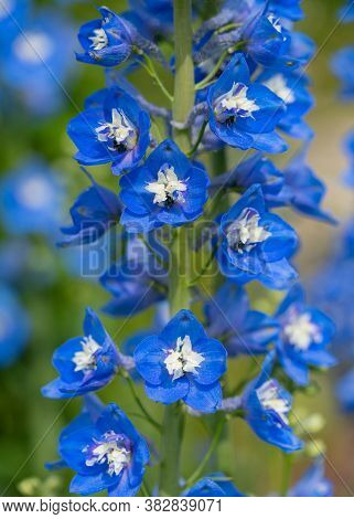 Candle Larkspur (delphinium Elatum), Close Up Of The Flower Head