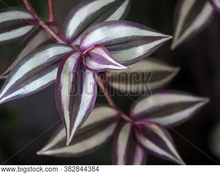Tradescantia Zebrina, Formerly Known As Zebrina Pendula, Is A Species Of Spiderwort More Commonly Kn
