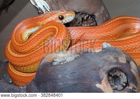 Strong Catch Light In The Eyes Of Orange Corn Snake. Coiled Round A Thick Branch, With Tail Poking U