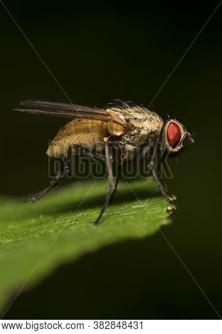 Macro Shot Of Flesh Fly On The Leaf. Sarcophagidae.