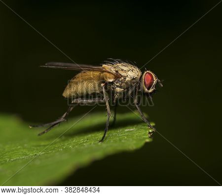 Macro Shot Of Flesh Fly On The Leaf. Sarcophagidae.