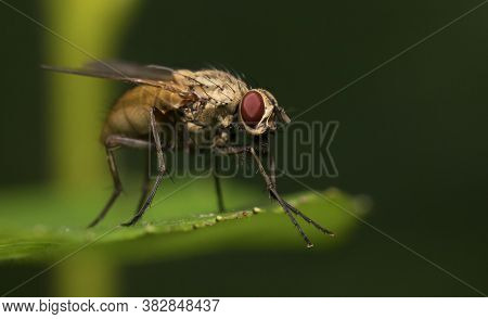 Macro Shot Of Flesh Fly On The Leaf. Sarcophagidae.