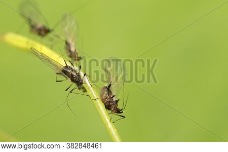 Macro Shot Of Green Aphids On The Stem. Aphidoidea.
