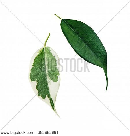 Ficus Benjamina Green And Spotted Leaves Isolated On White