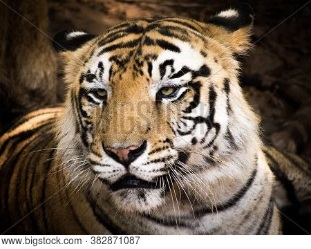 A Royal Bengal Tiger Resting In Its Habitat