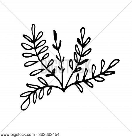 Small Bush Of Grass Hand Drawn Doodle. Sketch Twigs With Oblong Leaves. Black Outline Plant For Post