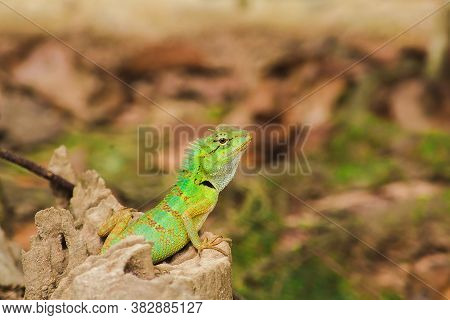 Green Chameleon On A Rock, Scaled Chameleon They Are Reptiles In Suborder Lacertilia Or Sauria.