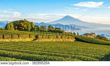 Sunrise Over Mt. Fuji / Fuji Mountain And Fresh Green Tea Field At Nihondaira, Shizuoka, Japan
