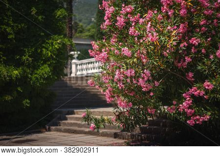 Pink Nerium. The Delicate Flowers Of Pink Oleander Close-up. A Beautiful Pink Nerium Bush Blooms In 