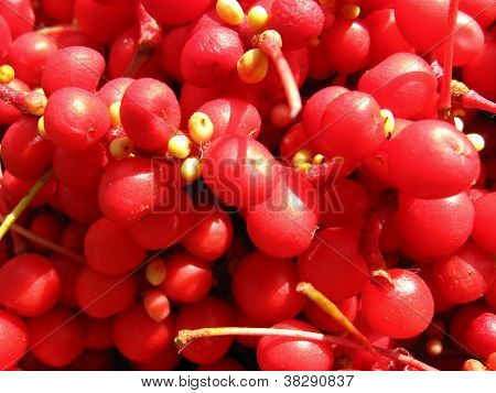 The harvest of red schizandra