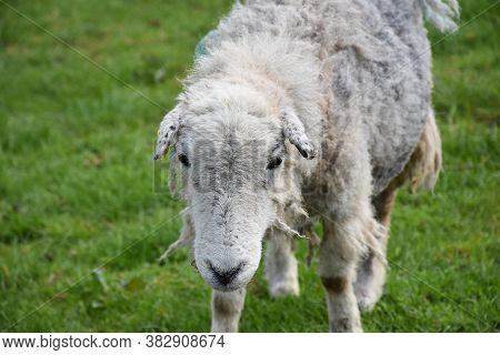 Direct Look Into The Face Of A Scraggly Looking Clipped Sheep.