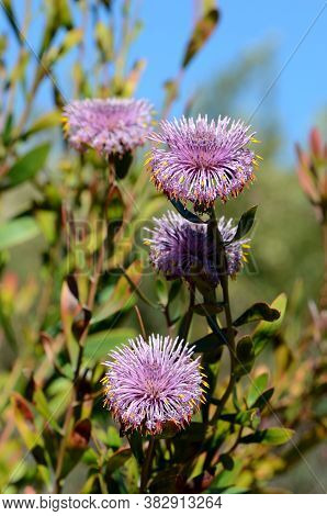 Australian Native Purple Coneflowers Of Isopogon Cuneatus, Family Proteaceae. Endemic To Heathland A