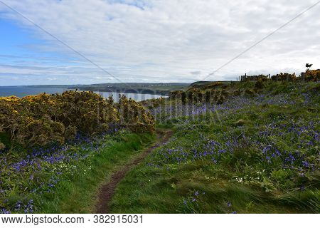 Gorgeous Wildflowers Along The Sea Cliffs Of St Bees In England.
