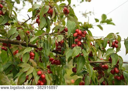 Red Cornel Berries Hang On A Branch.many Rich Cornelian Cherry On The Green Bush