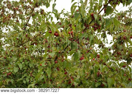 Red Cornel Berries Hang On A Branch.many Rich Cornelian Cherry On The Green Bush