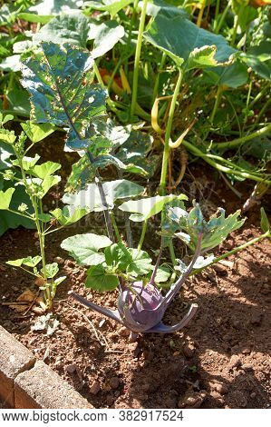 Young Purple Kohlrabi Brassica Oleracea Var. Gongylodes In The Ground In The Summer Garden. Agricult