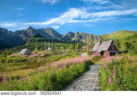 Flowering Chamaenerion In Gasienicowa Valley, Tatra Mountains, Poland