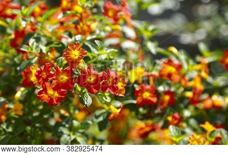 Tropical Plant With Red Flowers Impatiens Neuguinea, Also Known As Jewelweed, Touch-me-not, Snapweed