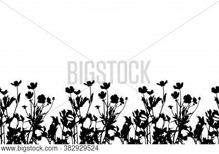 Seamless Buttercup Flowers - Hairy Buttercup (ranunculus Sardous) Border Isolated On White Backgroun