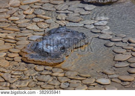 Smooth Flat River Rocks In The Shallow Thermal Waters Of Aurum Geyser With A Raised Formation Of Bac