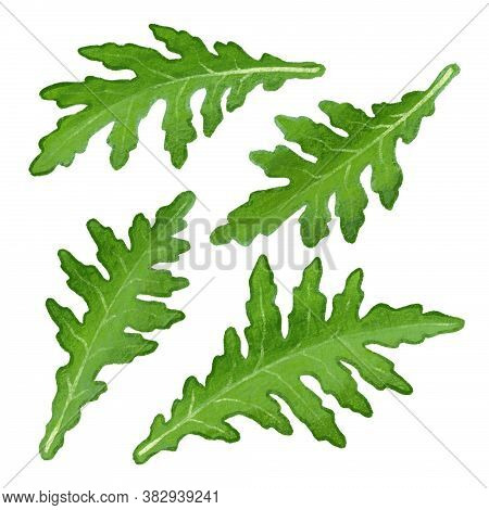 Agurala Green Leaves Isolated Hand Drawn Illustration. Set Of Watercolor Style Raw Fresh Vegetarian 