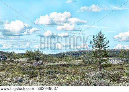 A View Of The Hills And Trees Of Tundra In North-west Of Scandinavia In Summer Day